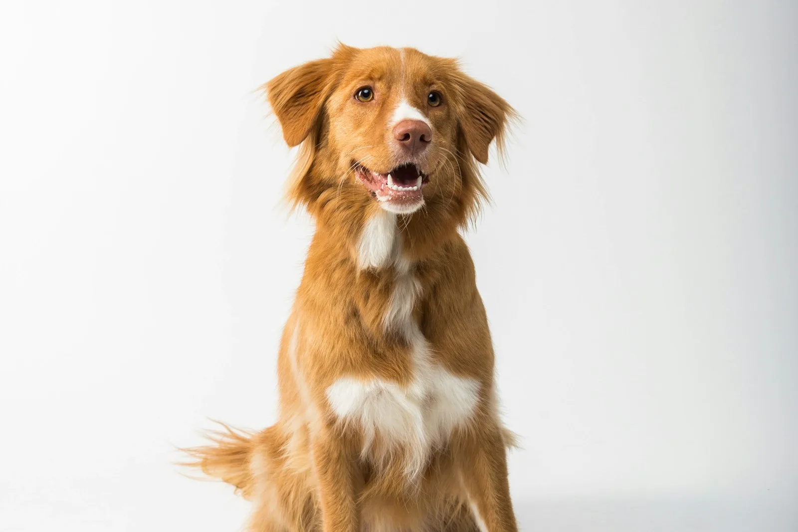 Perro del universo visual de Affinity Petcare